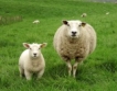 Къде в ЕС има най-много овце?