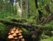 Схеми за незаконен дърводобив 