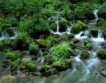Потреблението на вода застрашава биоразнообразието