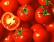 Вносните домати поевтиняха