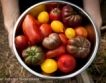Румъния: 6 вида зеленчуци субсидирани 