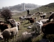 Български породи обце и кози във Вършец