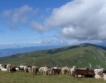 Крави и дрехи, земя и климат