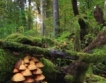 България с разраснал се горски фонд