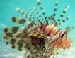 Кипър насърчава консумацията на отровна риба 