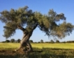 Бургас: Дървета срещу мръсен въздух