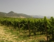 Климатични промени & винопроизводство