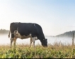 Въглеродно неутрално мляко планира финландска ферма