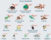 Застрашените видове в ЕВропа - инфографика