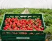 Търговище: Добивите от ягоди & ечемик