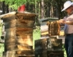 Кредити за +500 000 лева за пчеларите 