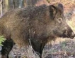 Лов на дива свиня срещу АЧС