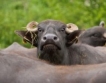 Ставки: 368,85 лв. за млечни крави