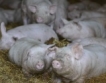 ЕК премахва ограничения за свинско месо