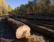 Държавни фирми ще купуват гори от частни лица