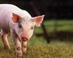 Свинското месо в ЕС започна да поскъпва